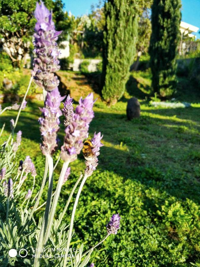 Rochas Shared Apart Garden Refuge Funchal  Luaran gambar